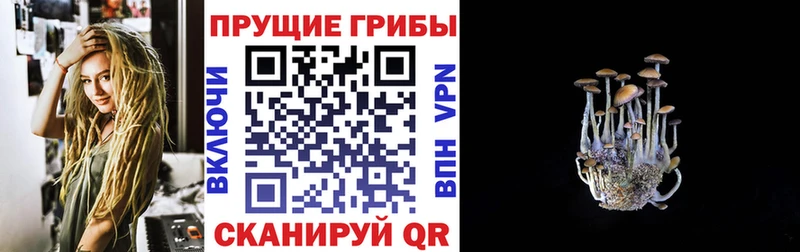 где можно купить наркотик  Закаменск  Псилоцибиновые грибы Psilocybe 